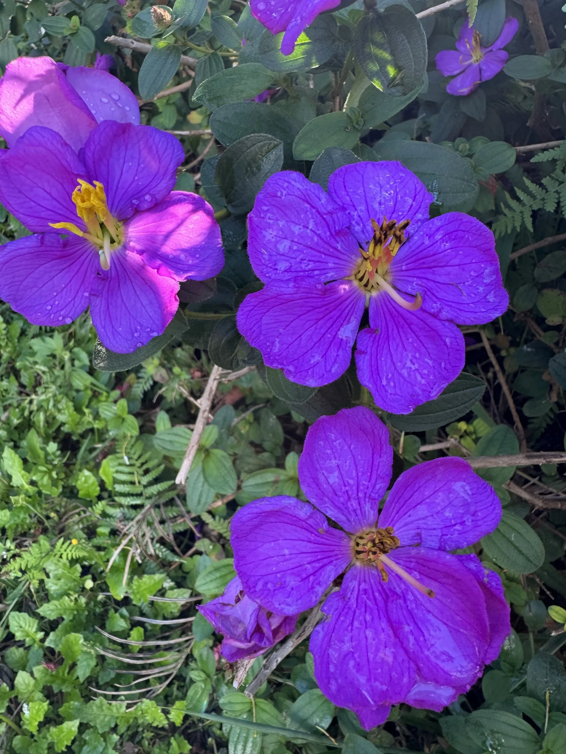tiboucina flower1.jpg