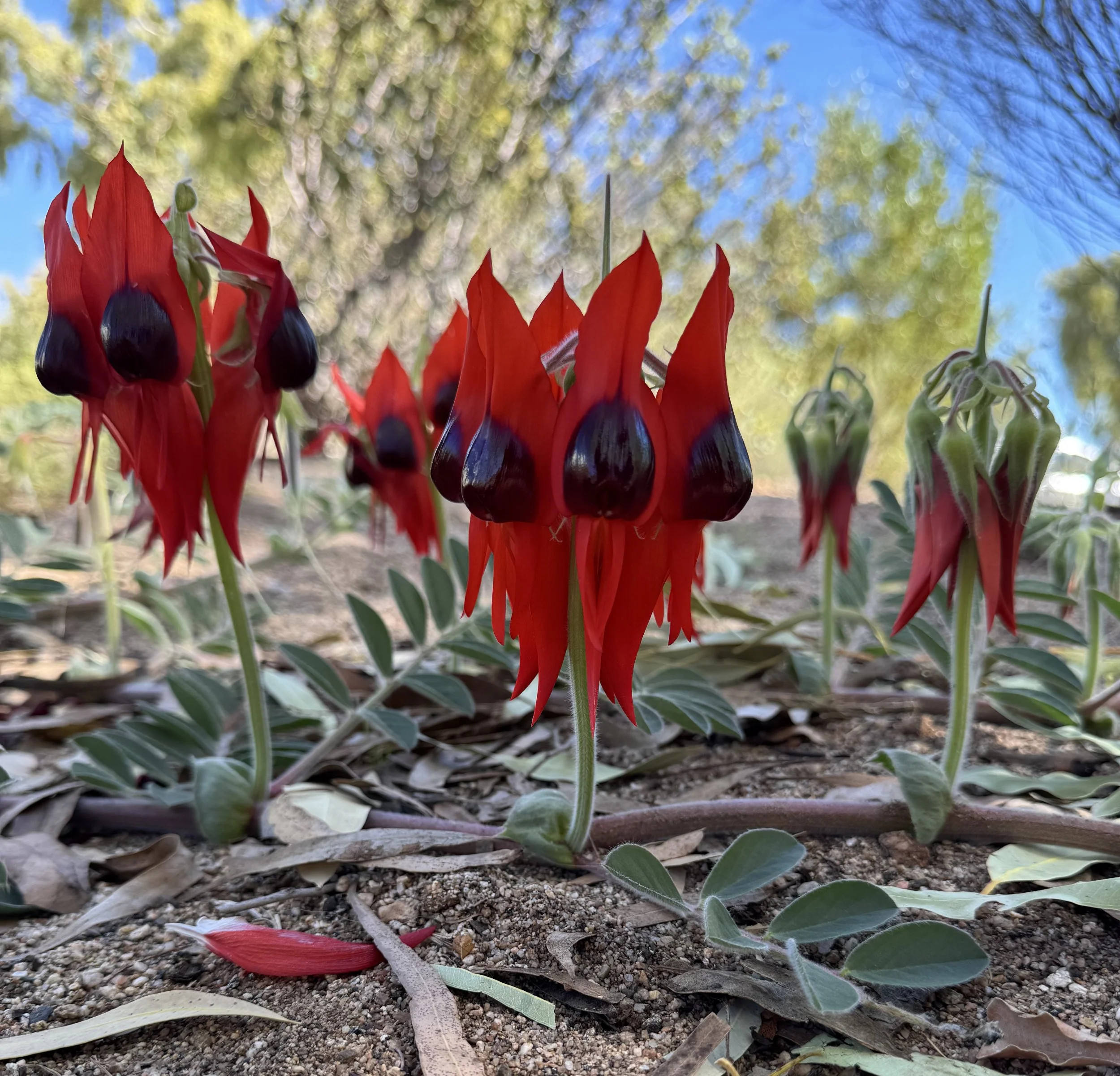 desert pea.jpg