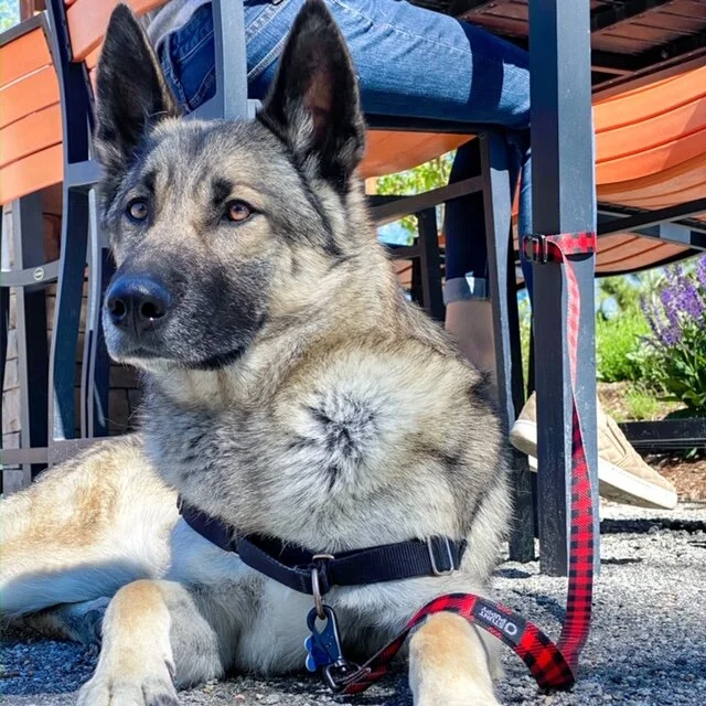 Gifts for Dog Lovers