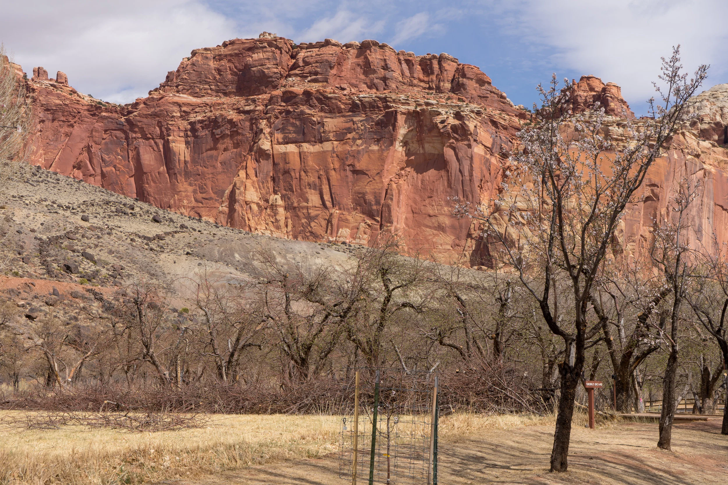 Orchards behind campground 