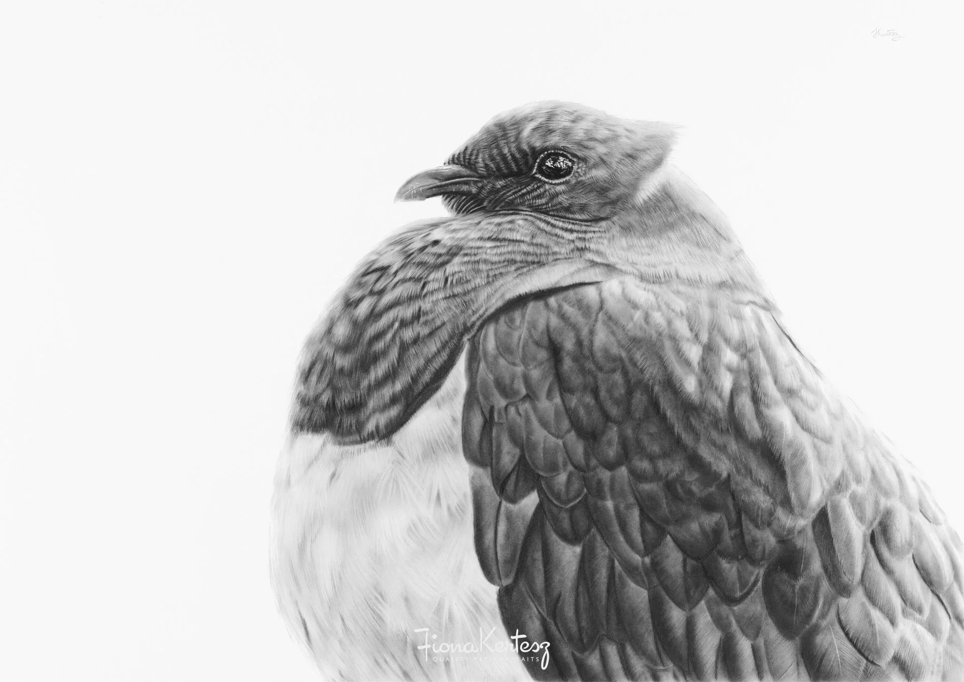 Dishevelled Darling - Kererū/native pigeon - Original charcoal drawing
