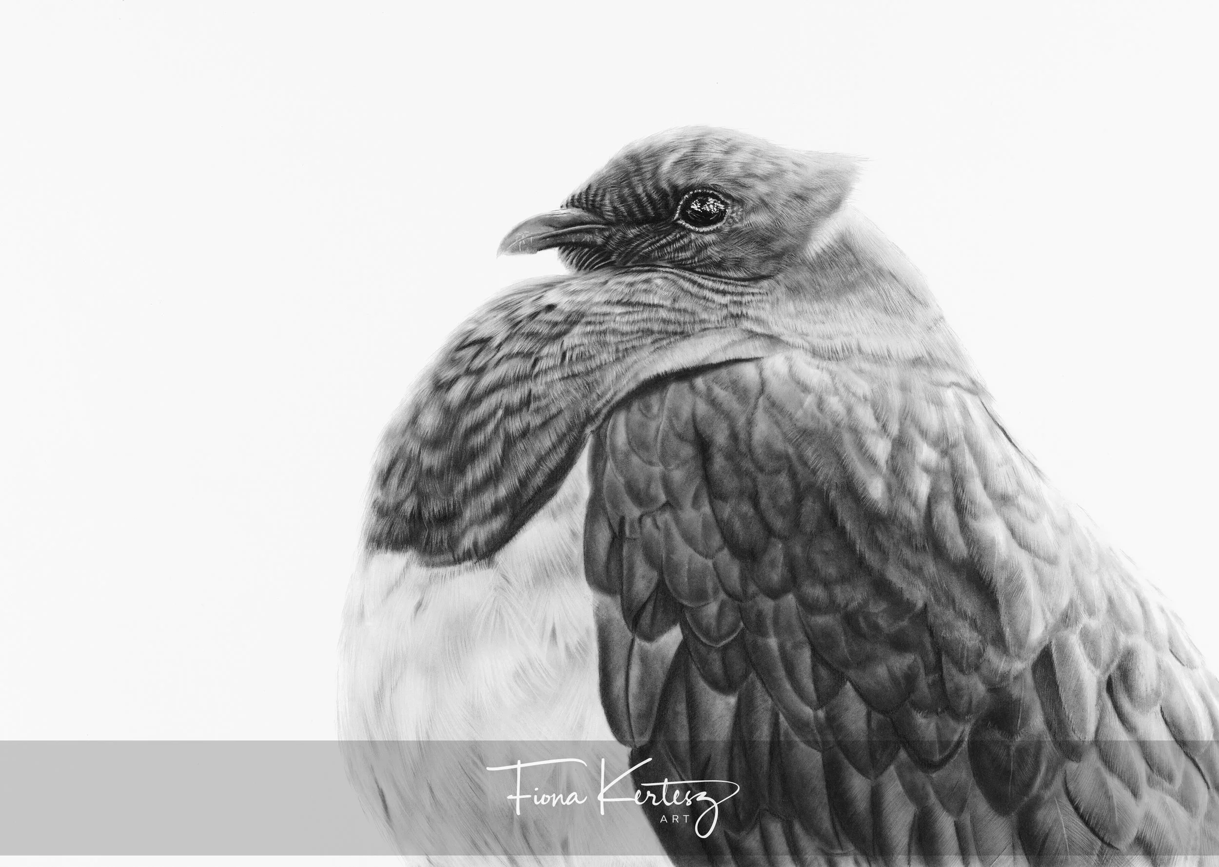 kereru_bush_pidgeon_charcoal_drawing_large_artwork_Fiona_Kertesz_Art Pet Portraits.jpg