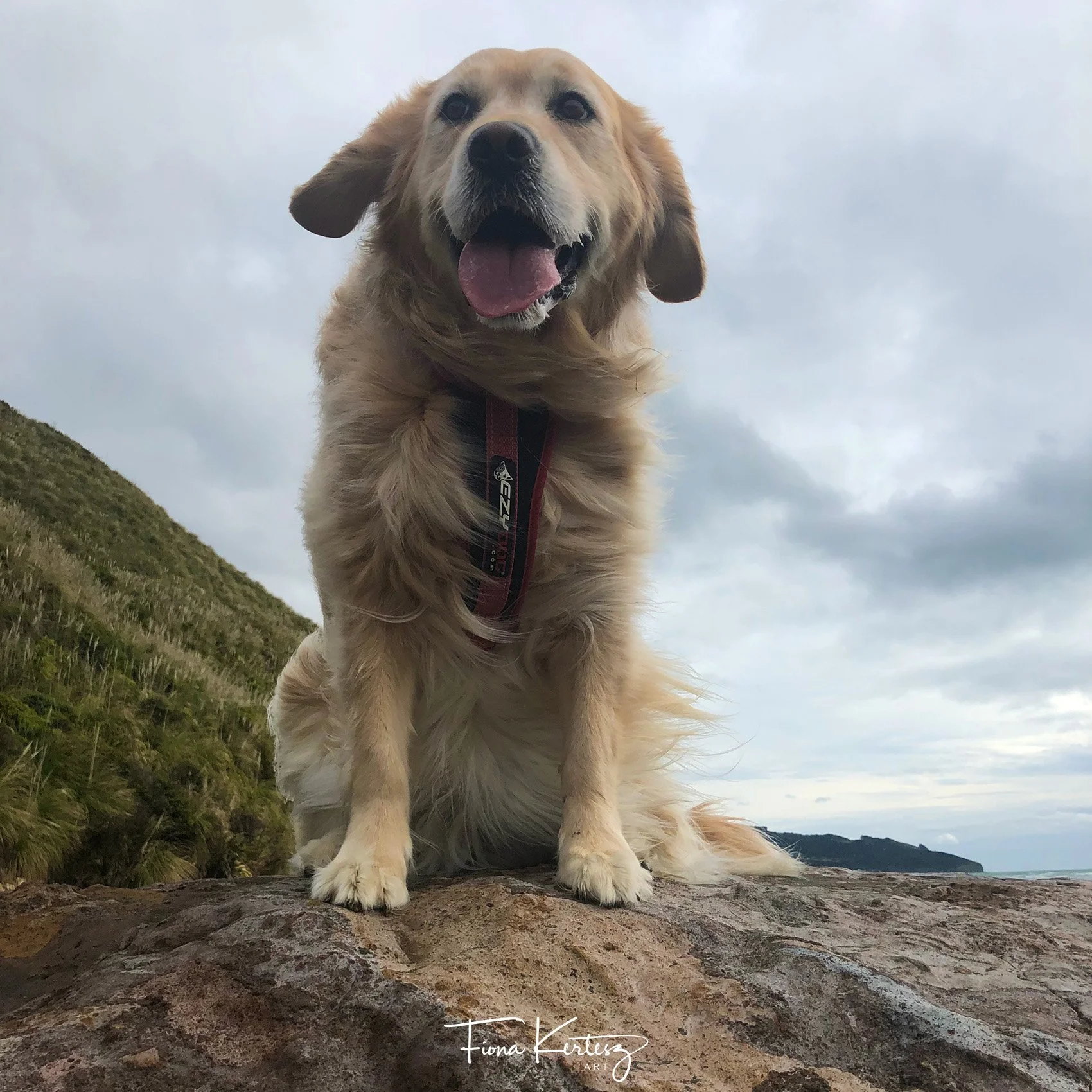 Elsa, golden retriever sitting up on a rock at the beach. Past pet of Fiona Kertesz