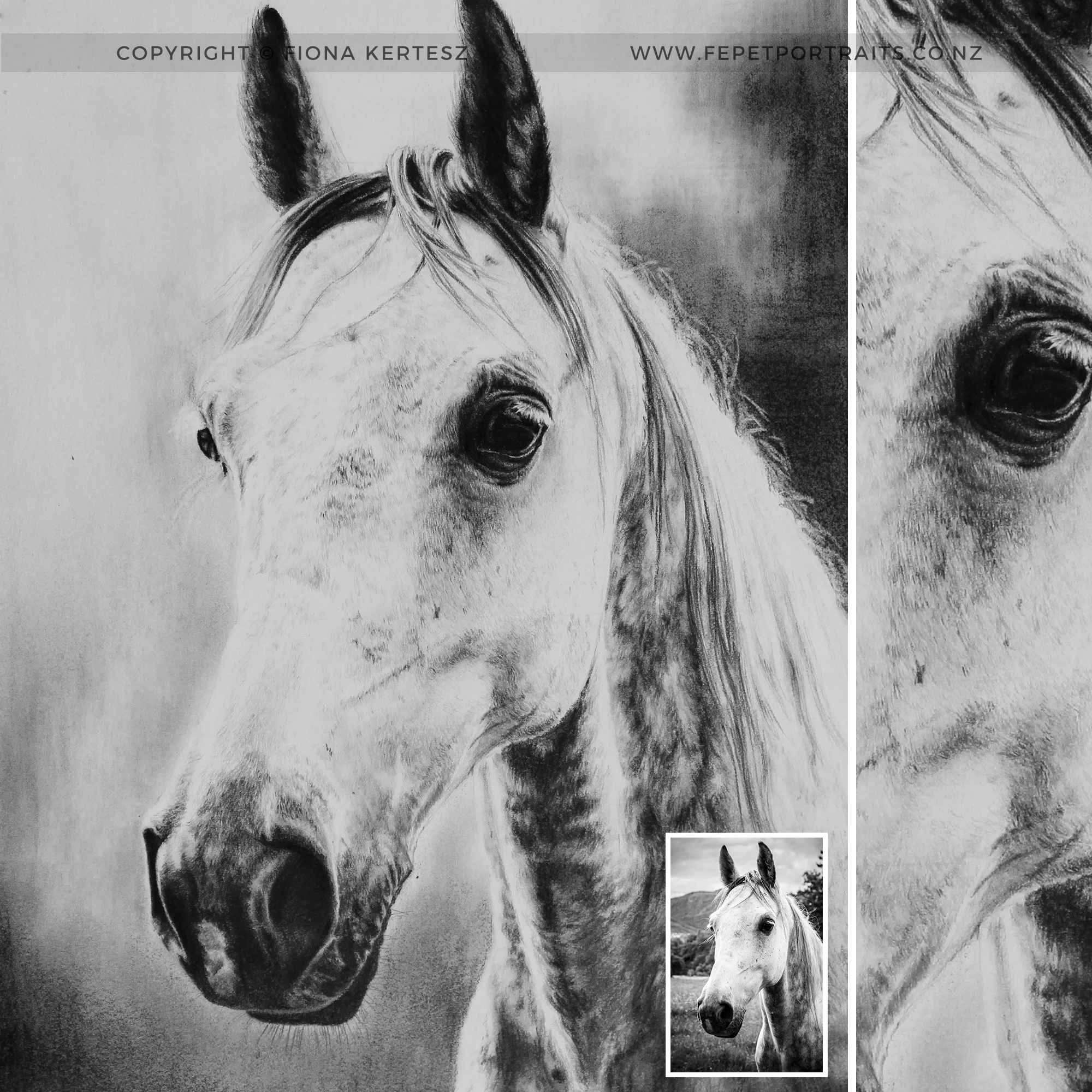 Dapple-Grey-Horse.jpg