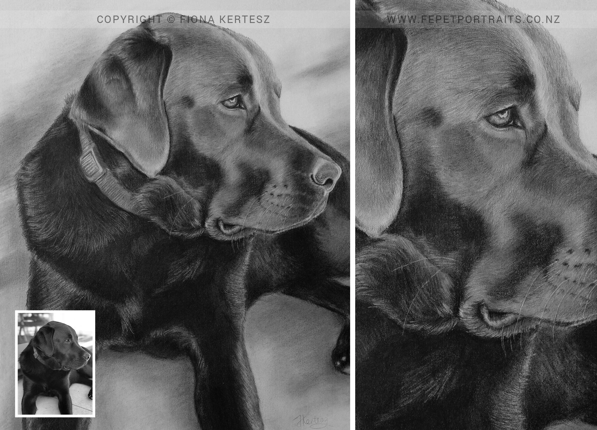 Cooper, Pencil Portrait, 12 x 16 inch