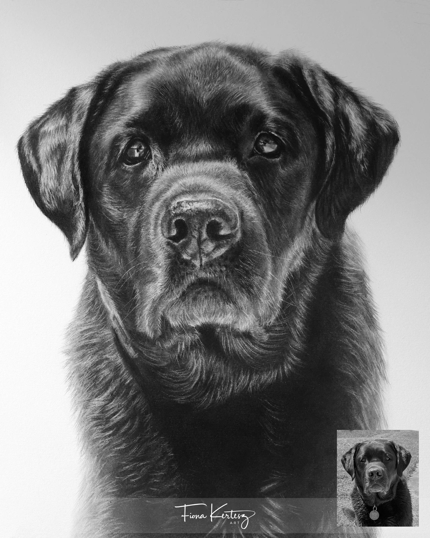 Alfie, 10 x 12"