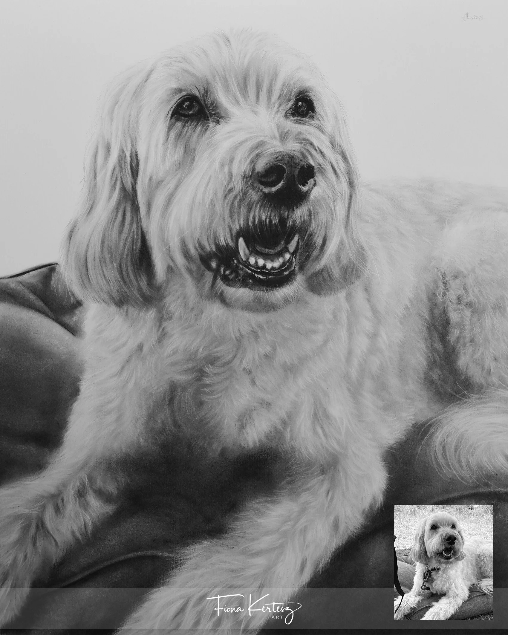 Ted, 12 x 14"