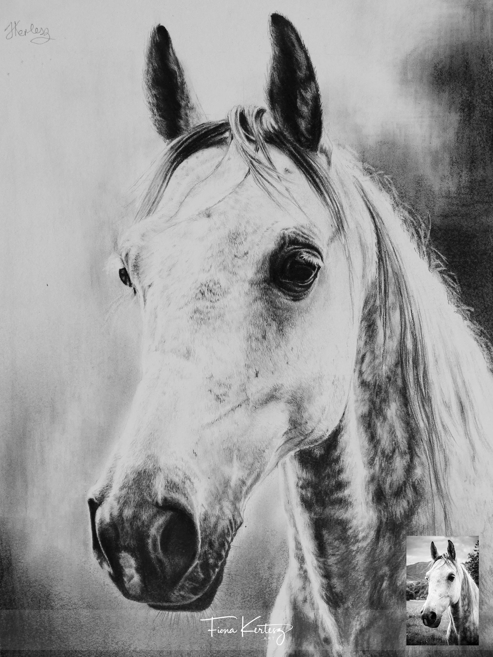 Grey Horse, 10 x 12"
