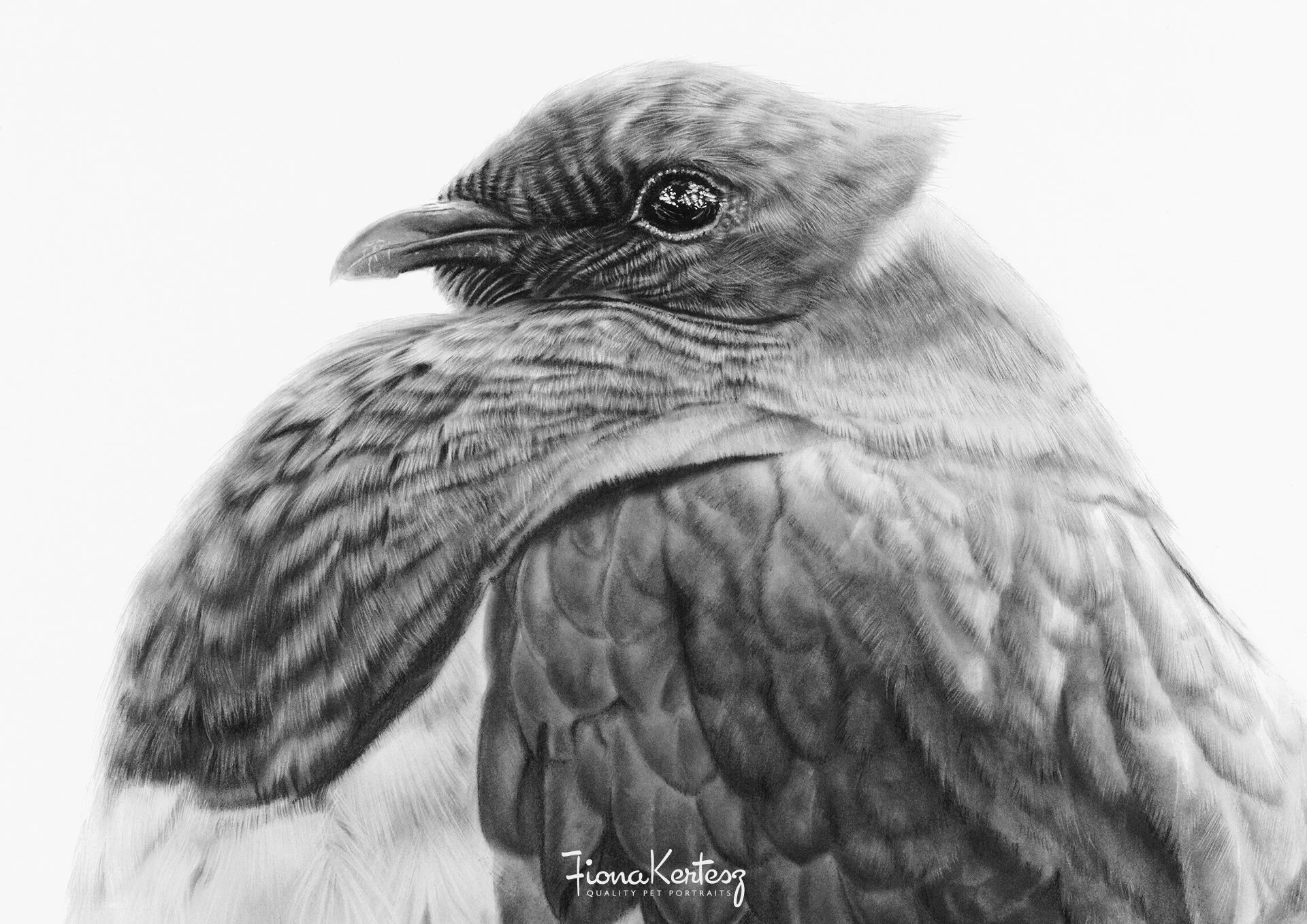 kereru+pigeon+charcoal+drawing+artwork+Fiona+Kertesz+Artist+Pet+Portraits+closeup.jpg