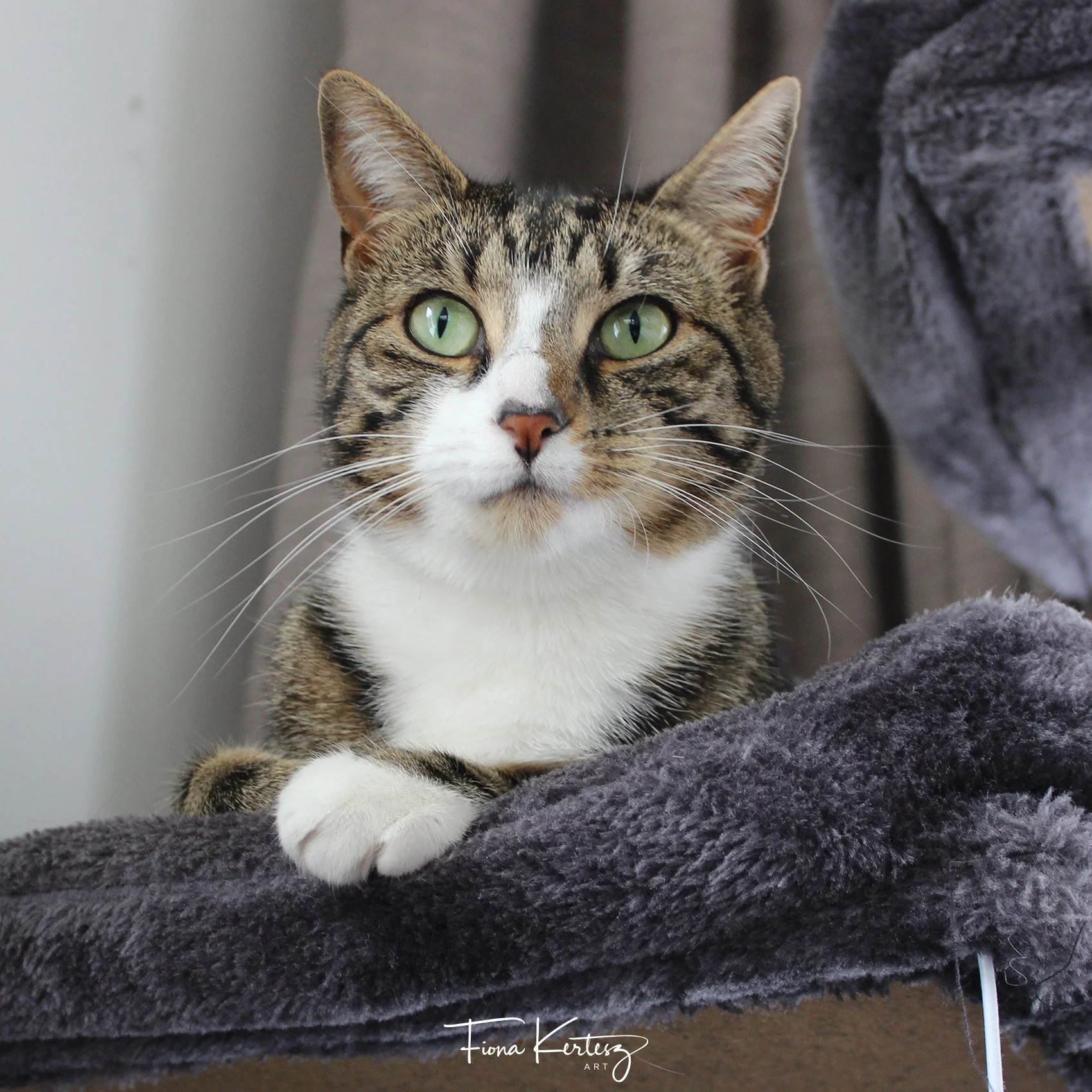 Luna, Fiona Kertesz pet tabby cat up on her cat tower.