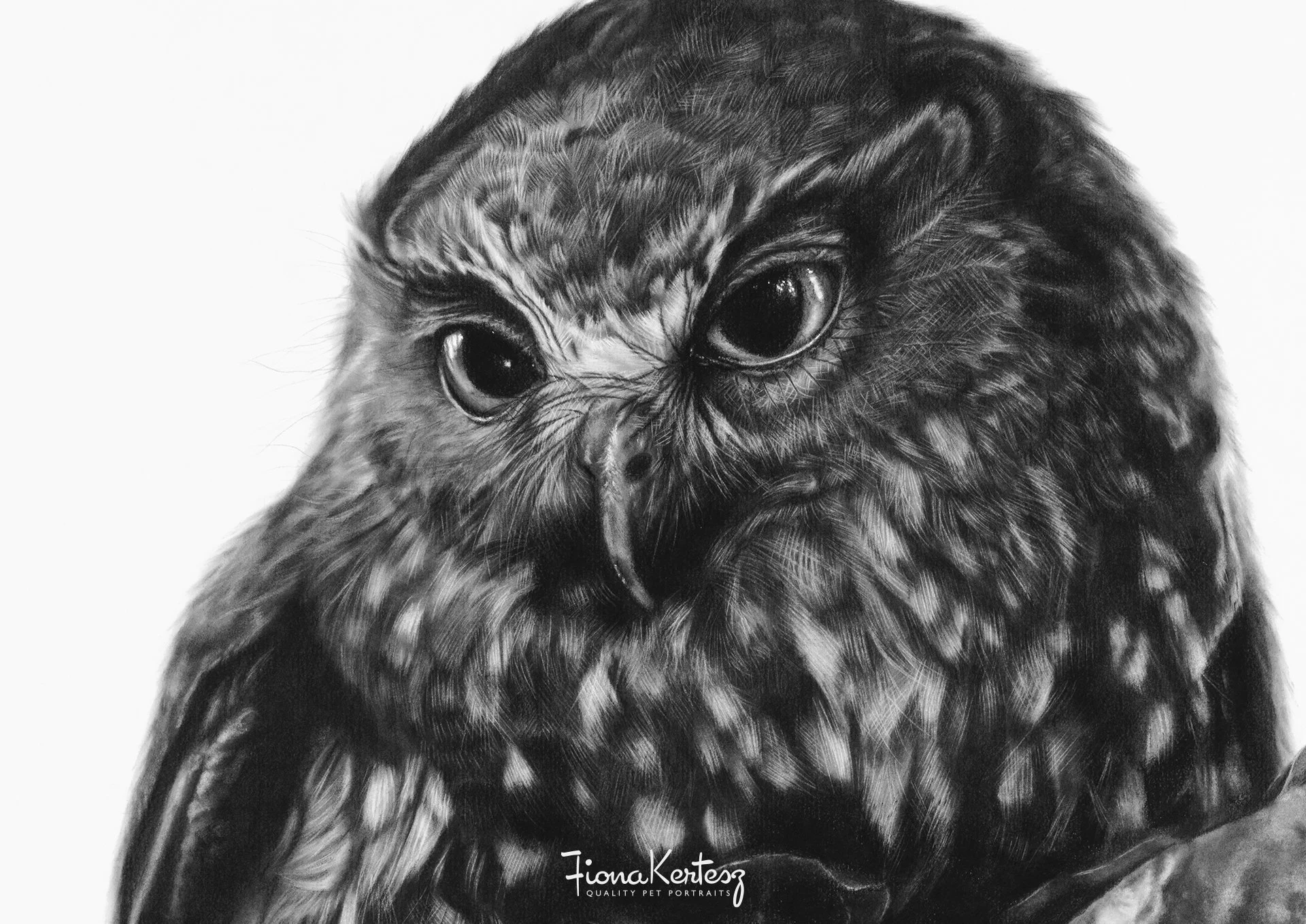ruru+morepork+charcoal+drawing+closeup+Fiona+Kertesz+Artist+Pet+Portraits_watermark.jpg