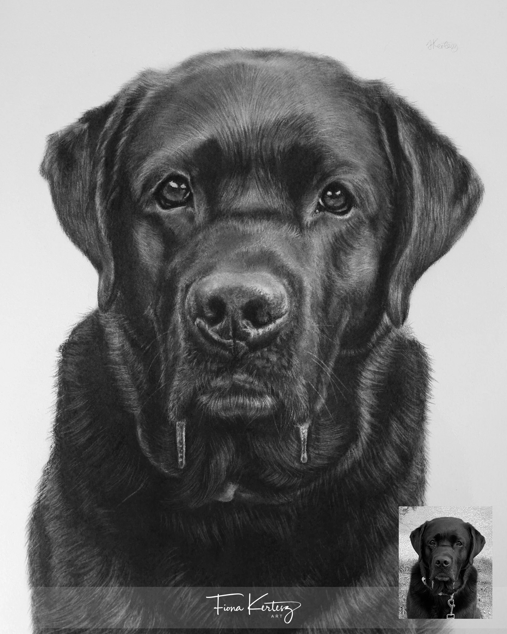 Alfie, 10 x 12"