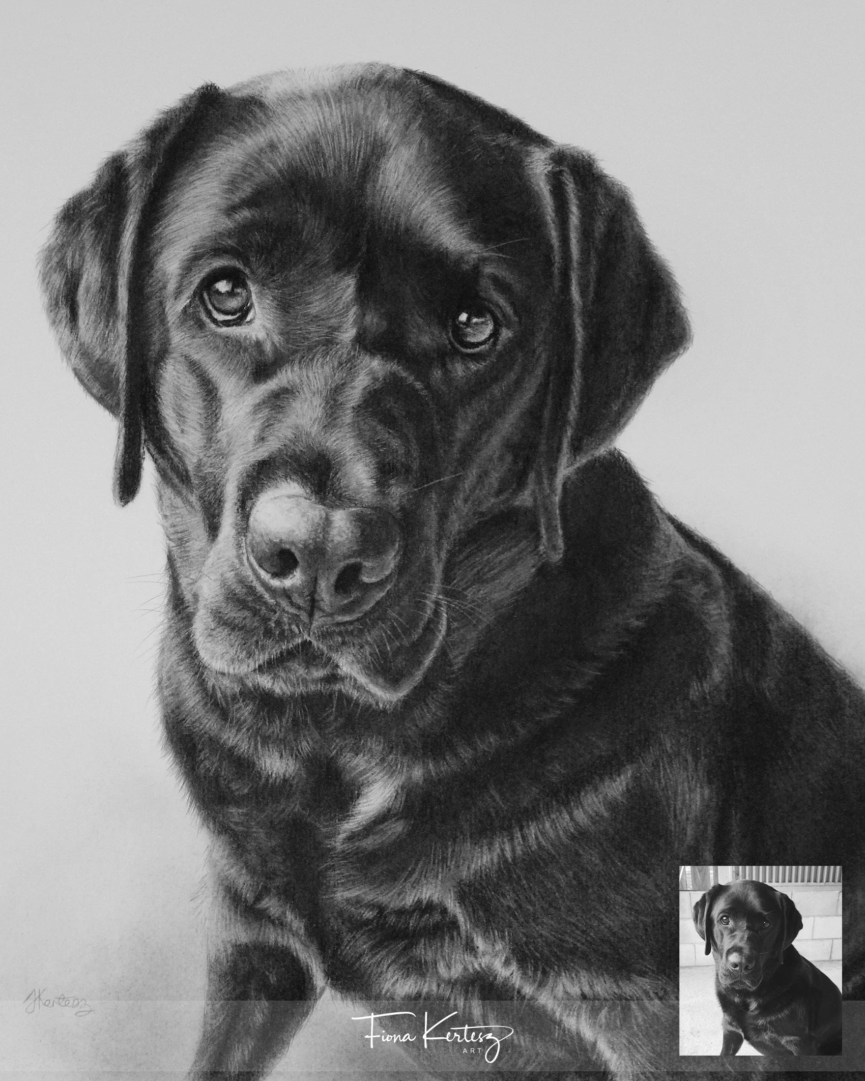 Jack, 12 x 14"