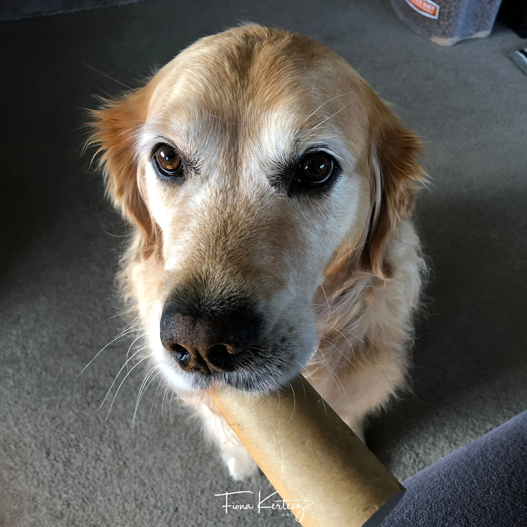 Elsa, golden retriever looking up holding a toilet roll. Past pet of Fiona Kertesz.