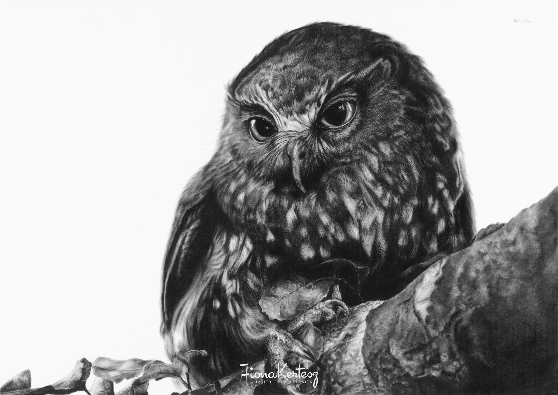Gentle Hunter - ruru/morepork - Original charcoal drawing