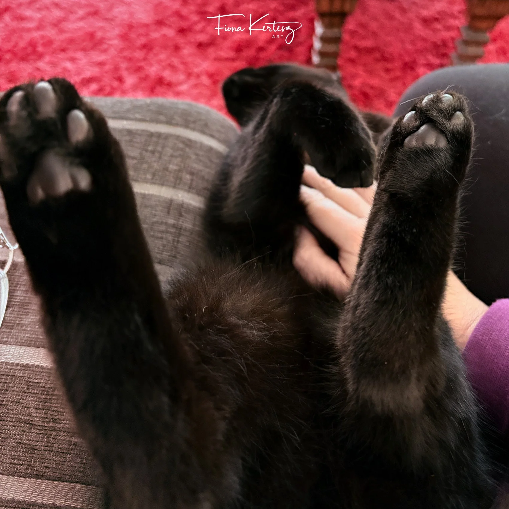 Vader, Fiona Kertesz black cat having upside down cuddles.