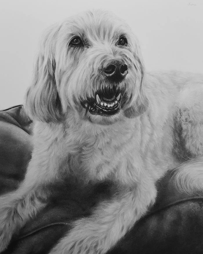 Charcoal portrait of Ted, a labradoodle, alongside his testimonial.