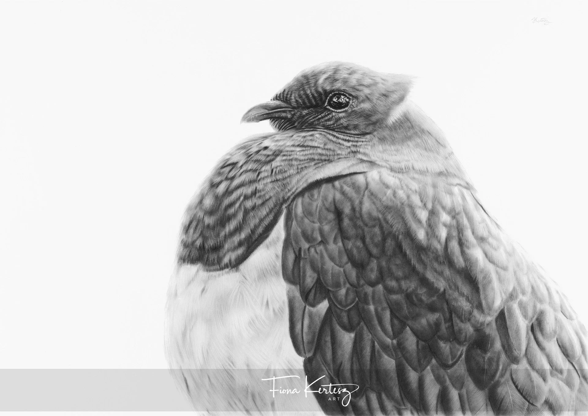 Original charcoal drawing  by Fiona Kertesz of a New Zealand native kereru/bush pidgeon showing detailed feathers and a focused eye.