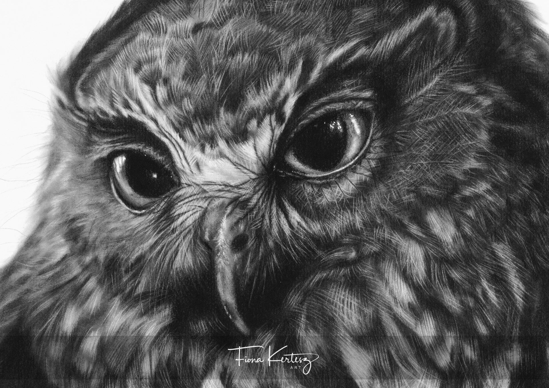 ruru_morepork_charcoal_drawing_artwork_Fiona_Kertesz_Art Pet Portraits closeup 2.jpg