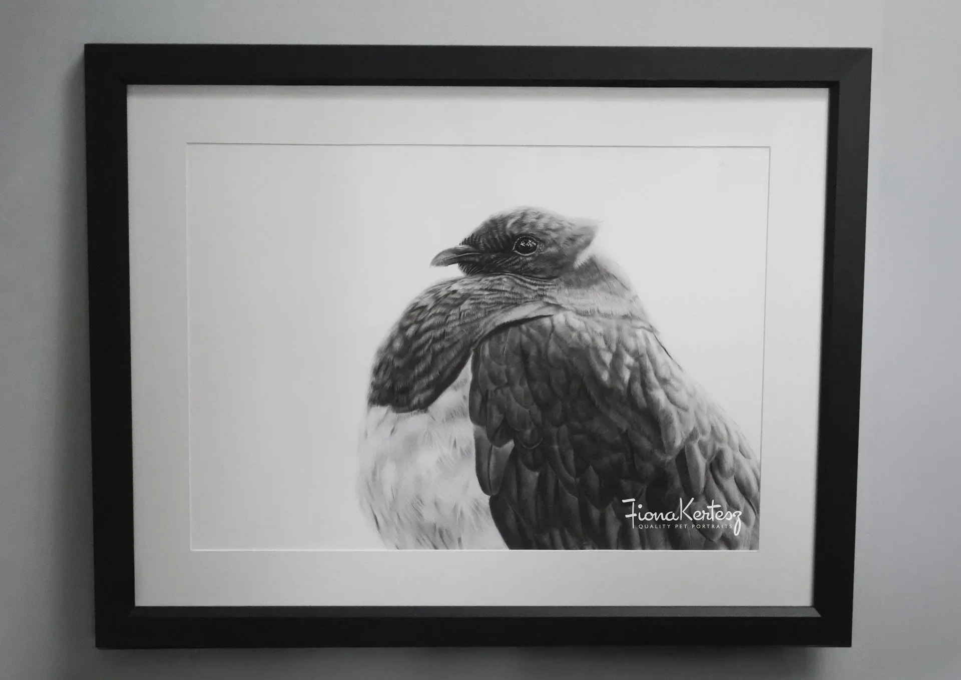 kereru%2Bpigeon%2Bcharcoal%2Bdrawing%2Bartwork%2BFiona%2BKertesz%2BArtist%2BPet%2BPortraits%2Bframed.jpg