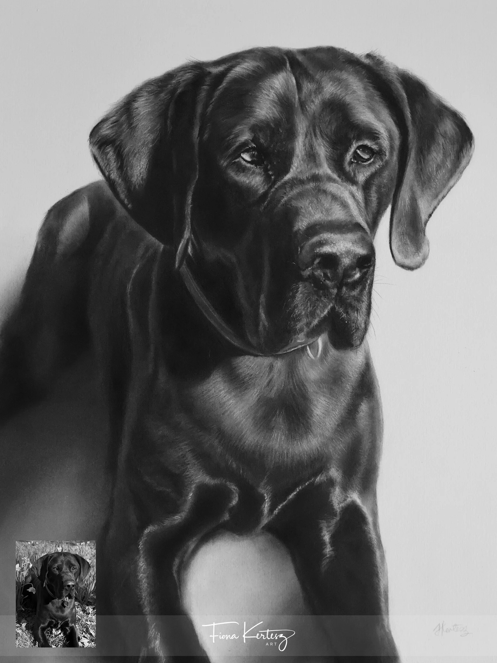 Ivor, 16 x 12"