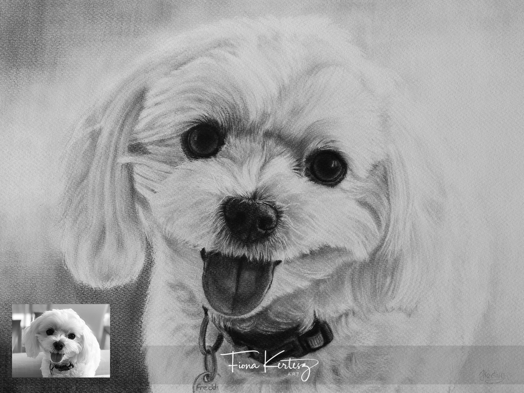 Freddie, 12 x 16"