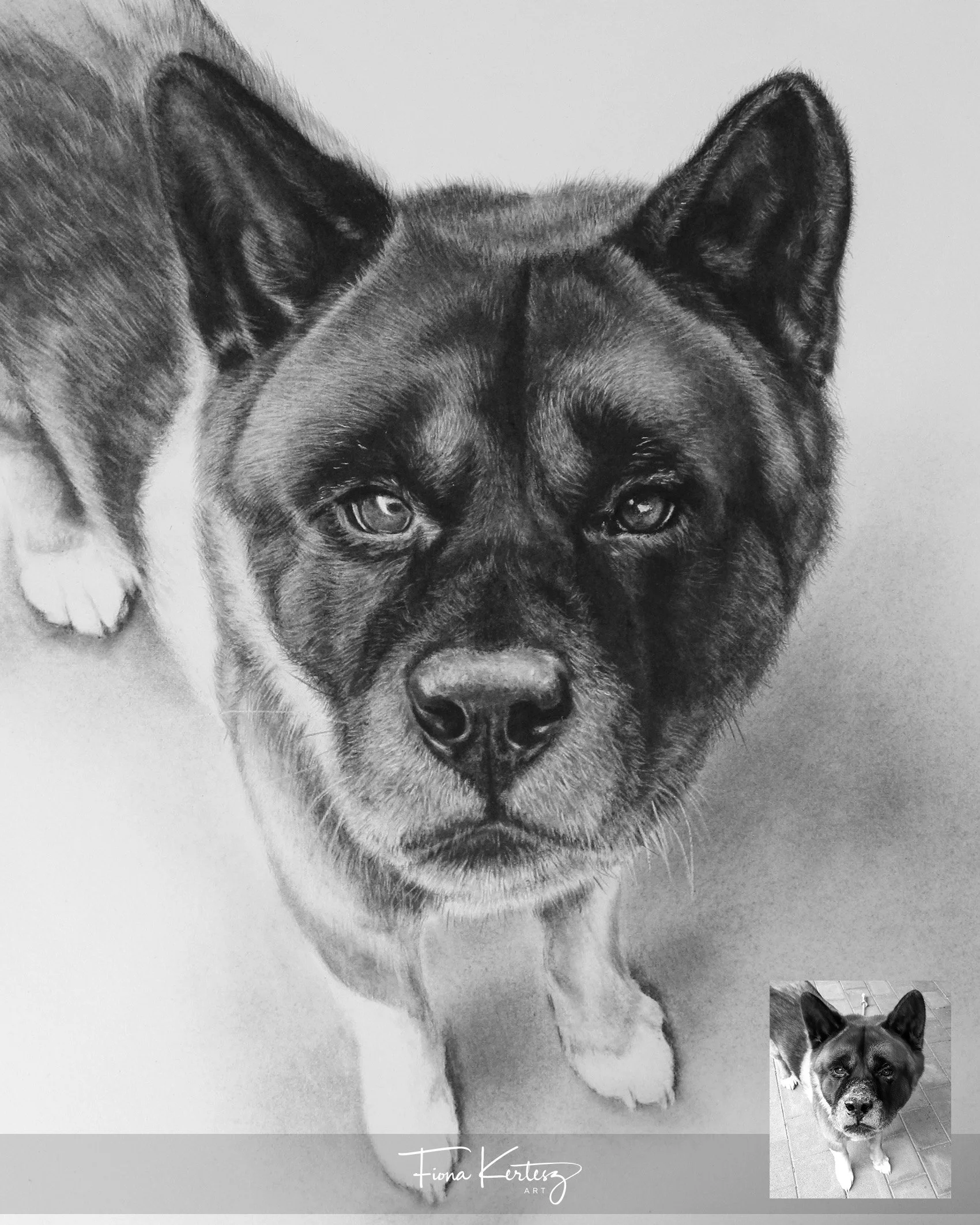 Alfie, 10 x 12"