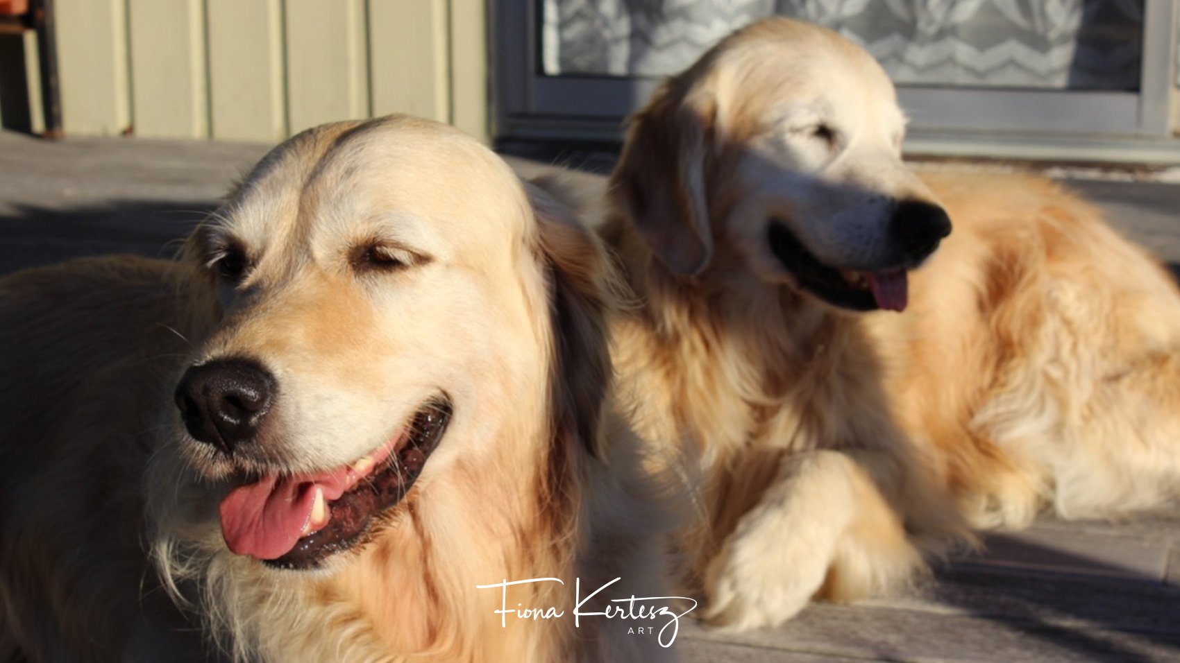 Morgan and Nikki, mother and daughter golden retrievers, Morgan in the front, Nikki at the back. Past pets of Fiona Kertesz