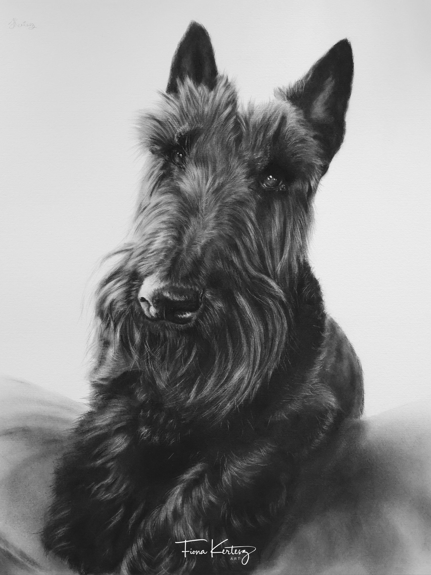 charcoal drawing pet portrait of Shadow the scottie by Fiona Kertesz Art New Zealand pet portrait and wildlife artist