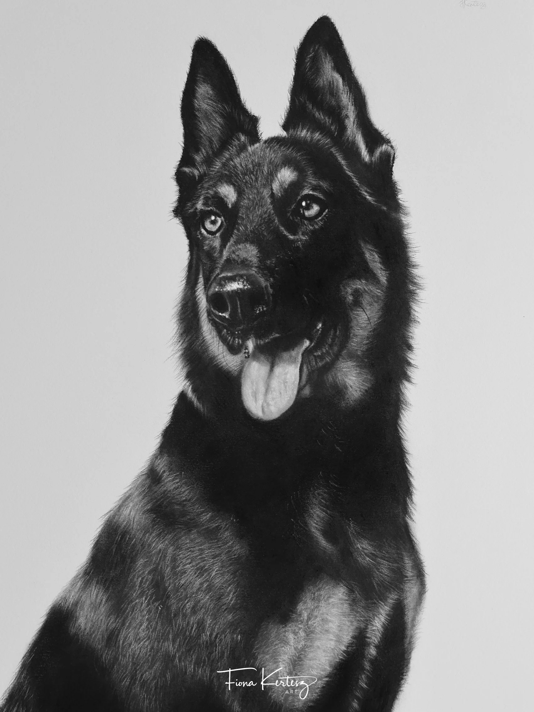 Finished charcoal portrait of Hugo, highlights, whiskers and fluffing into the background.