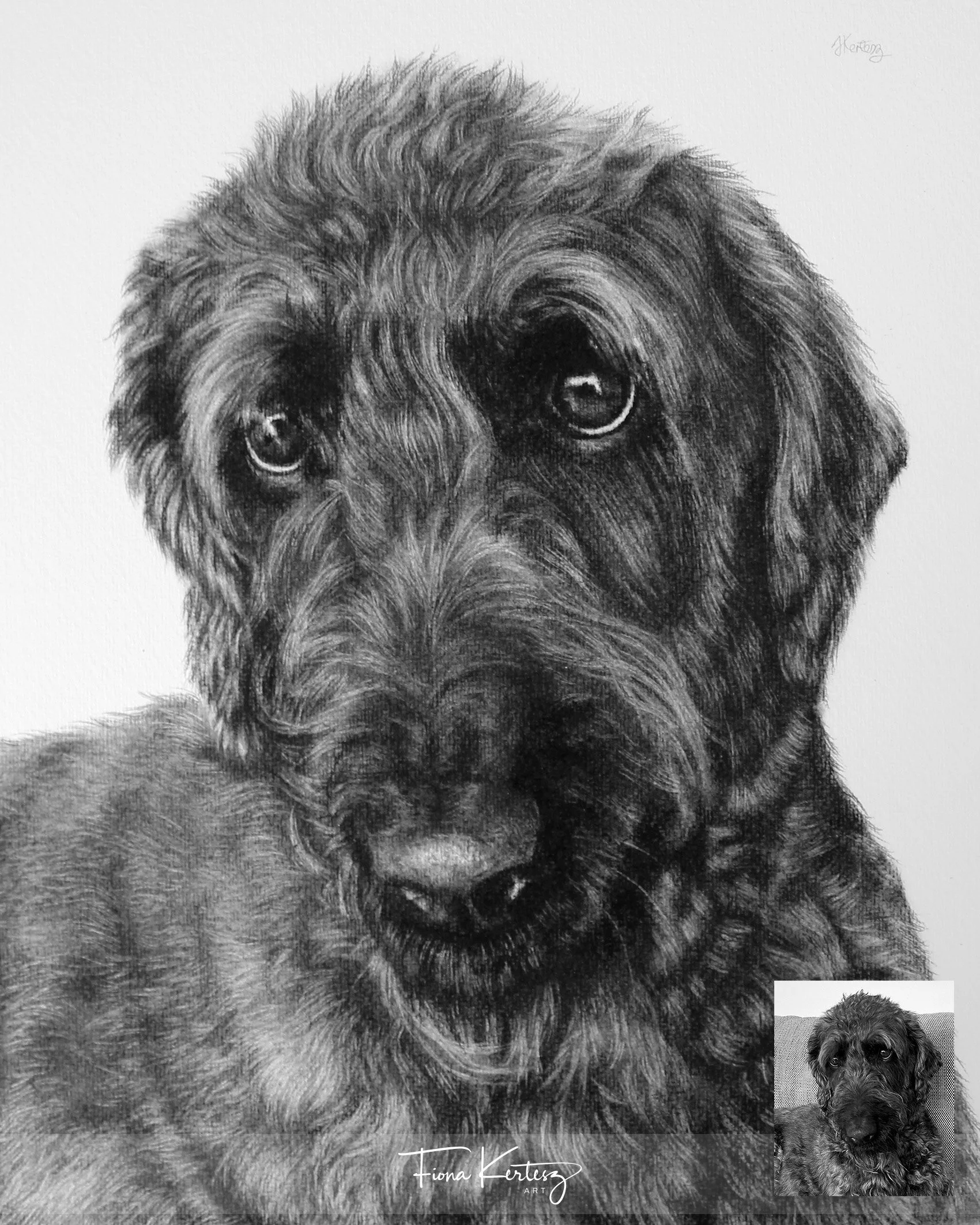 Rufus, 10 x 12"