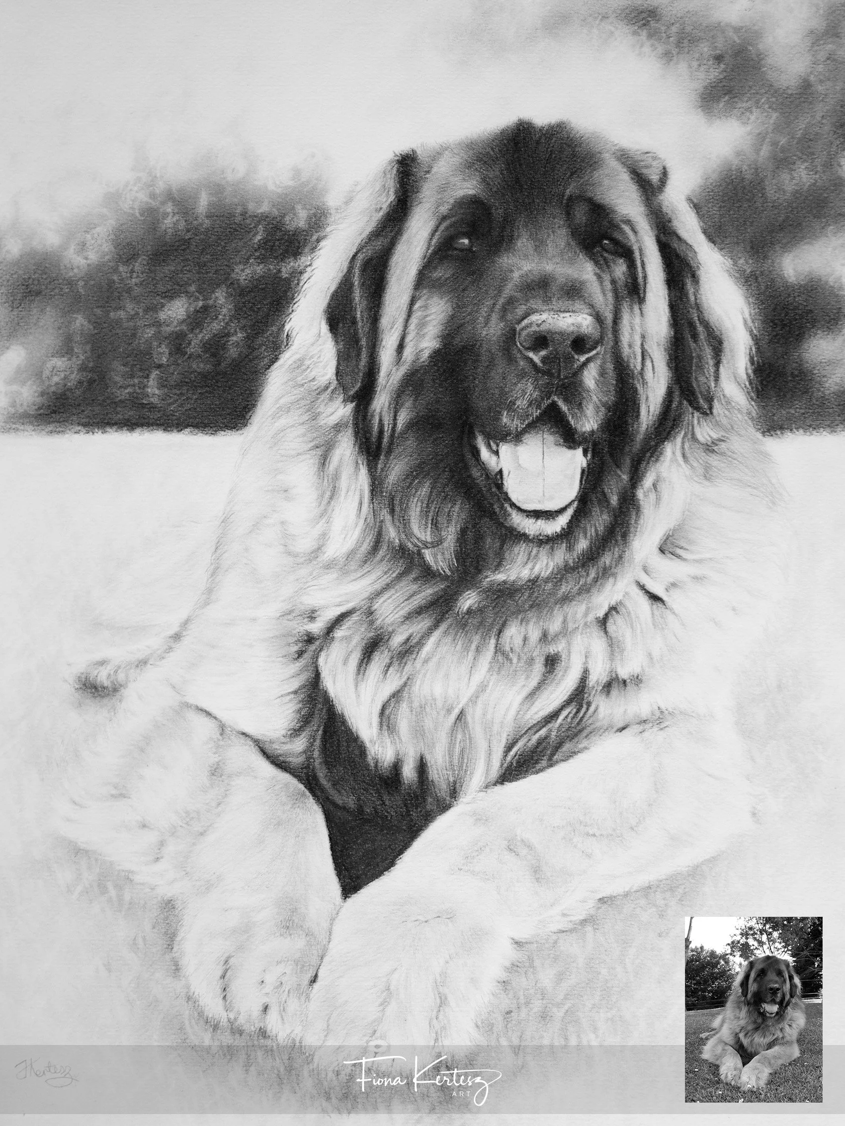 Gus, 20 x 16"