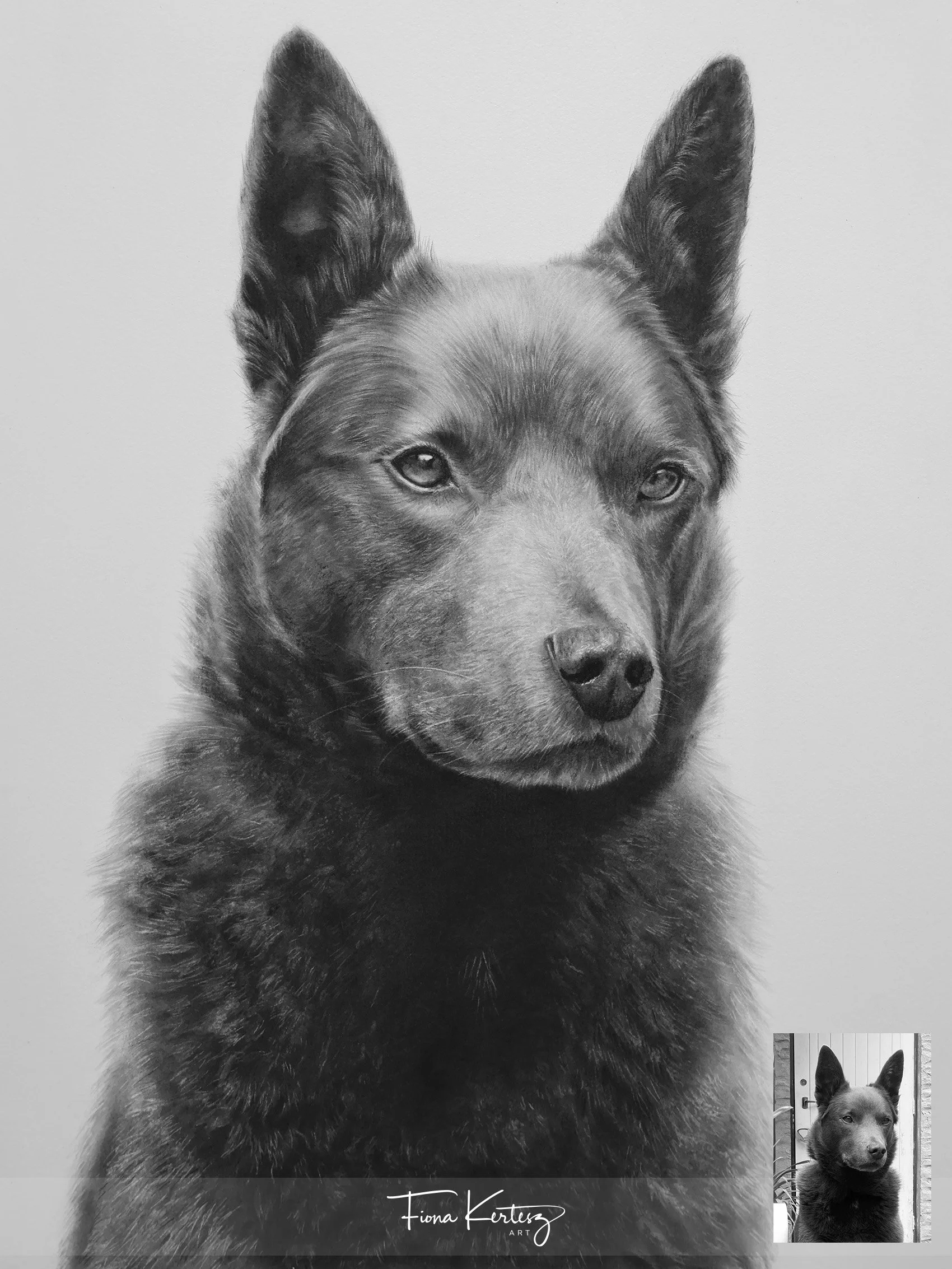 Murphy, 12 x 16"
