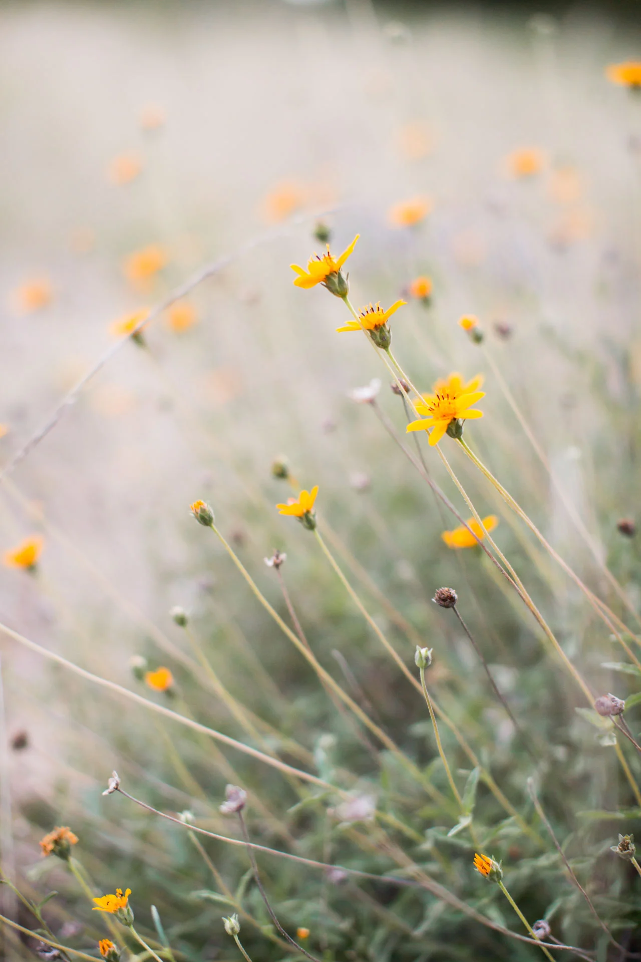 Zeal Studios Lookbook-84.JPG