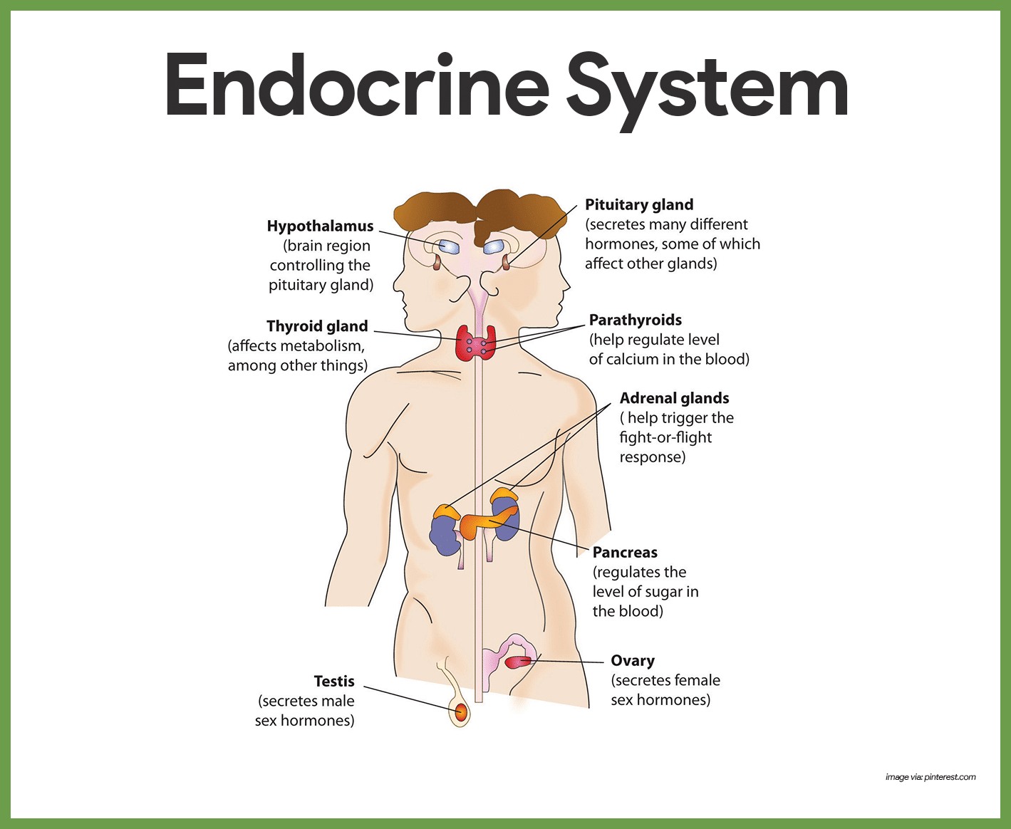 Endocrine-System-Endocrine-System-Anatomy-and-Physiology.png