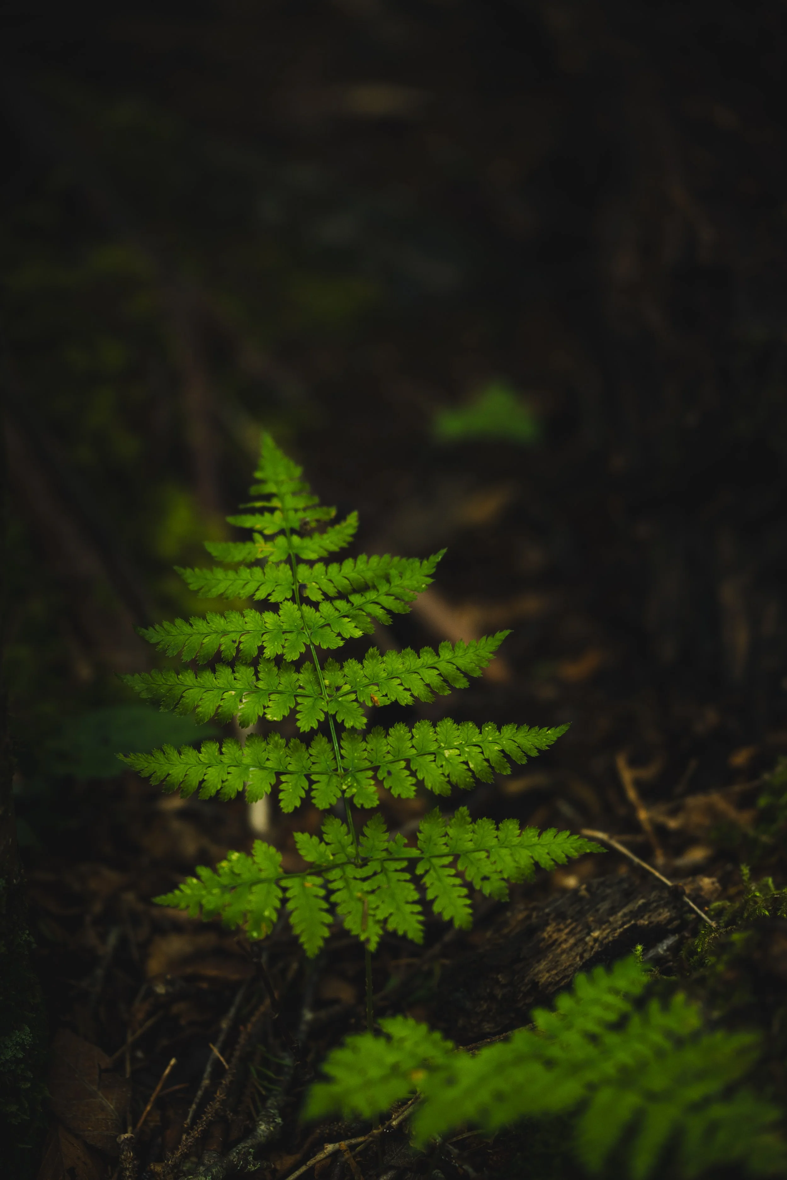 A close-up of a vibrant green fern leaf growing among dark soil and decaying leaves in a forest setting.