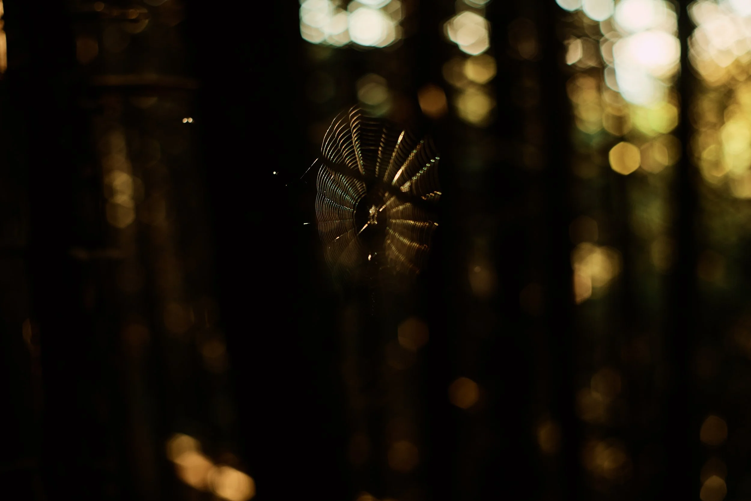_53A7304.jpg