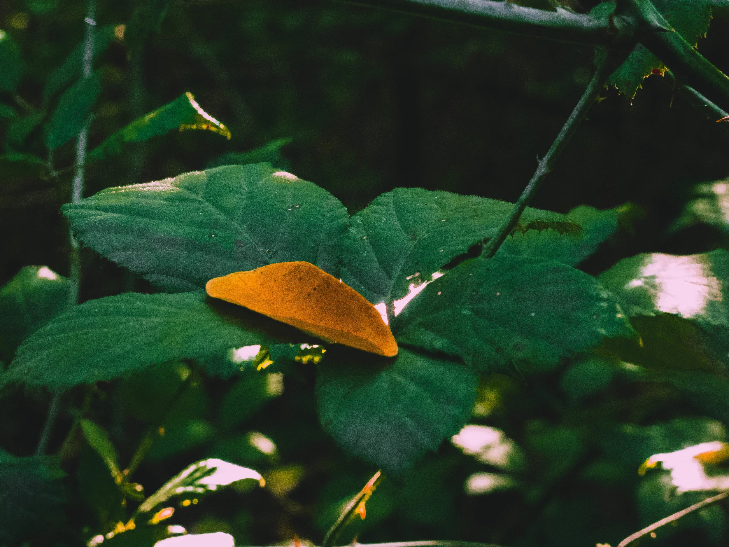 Xenophobia under COVID-19, what can Asians do to cope with it?