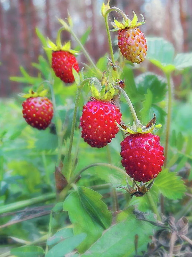 wild-strawberries1.jpg