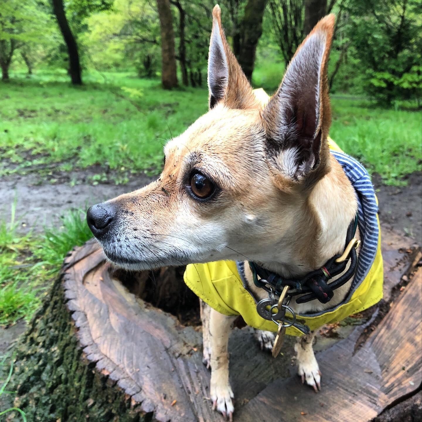 Wet walkies, with the original and best tiny friend @ripleyitup
- - -
#coatedxolo #coatedxoloitzcuintli #coatedxoloitzcuintle #xolodog #xololove #action #actionshot #xoloitzcuintle #xoloitzcuintli #family #familytime #sunshine #walkies #dogwalk #walk