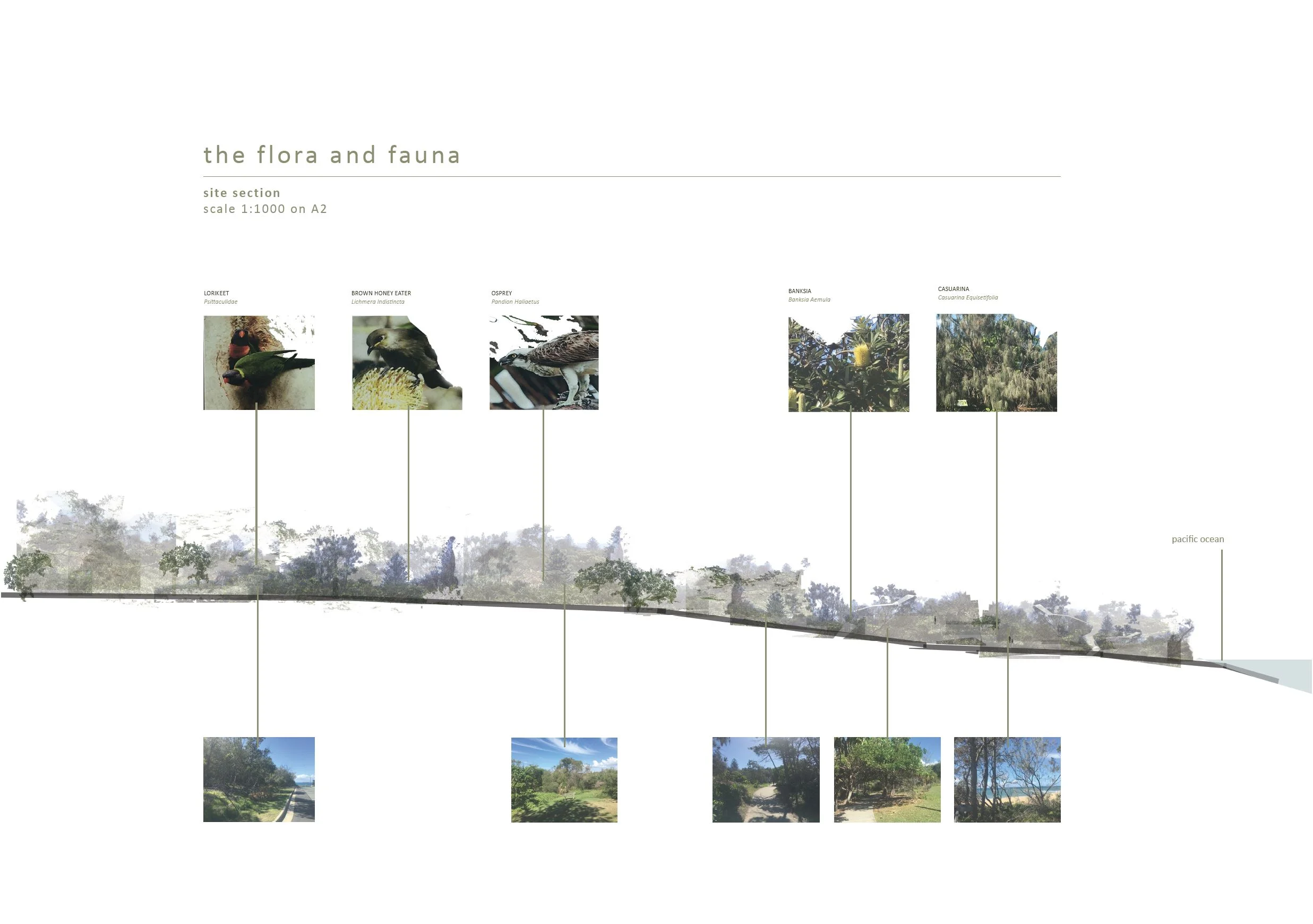 Capture - MoMAC Site Section.JPG