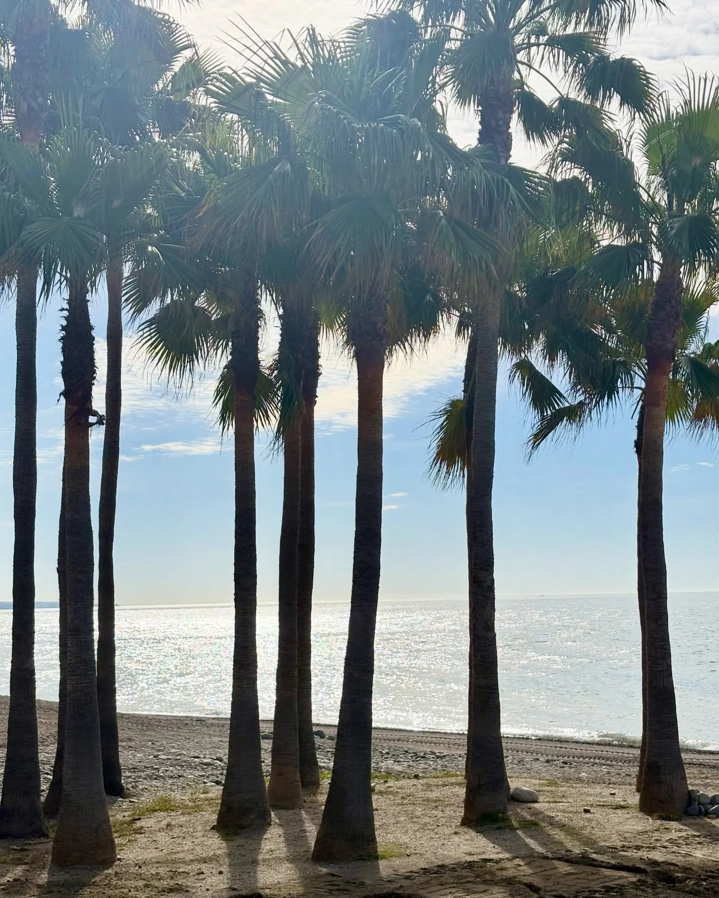 Holiday ☀️

#holidaytime☀️ #sanpedroalcantara #treesonthebeach #oceanview #lovethebeachlife☀️🌴