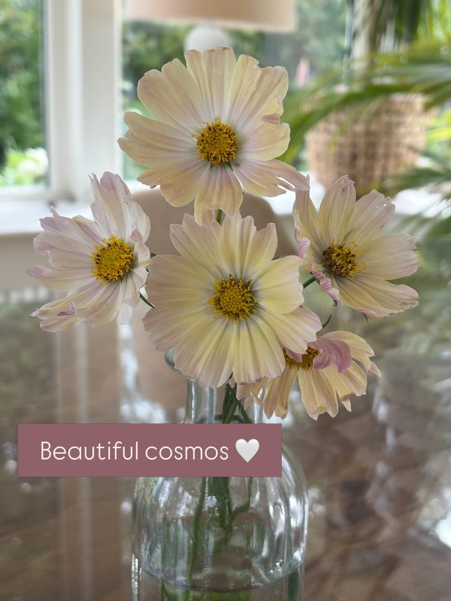 Such a buzz growing my own flowers 💫

#cosmos 
#growyourownflowersfromseed 
#floralinspīration 
#floralart 
#simplepleasures