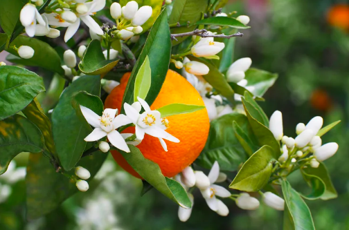 neroli