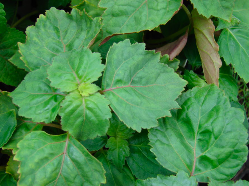 patchouli