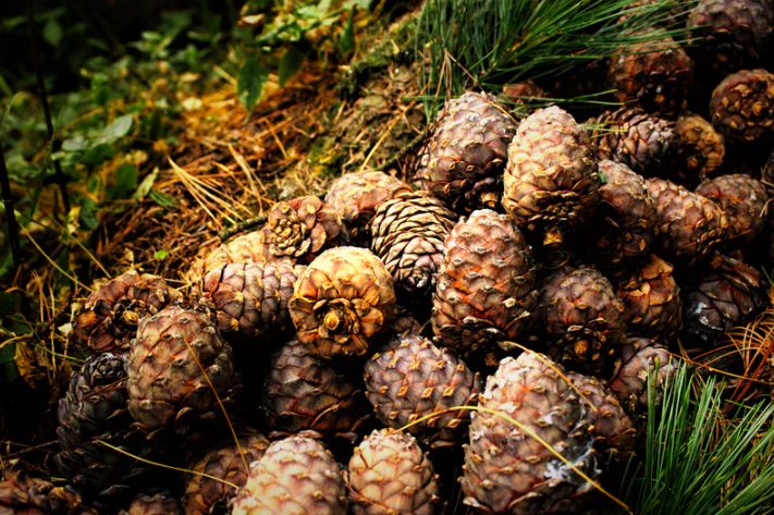 cedarwood
