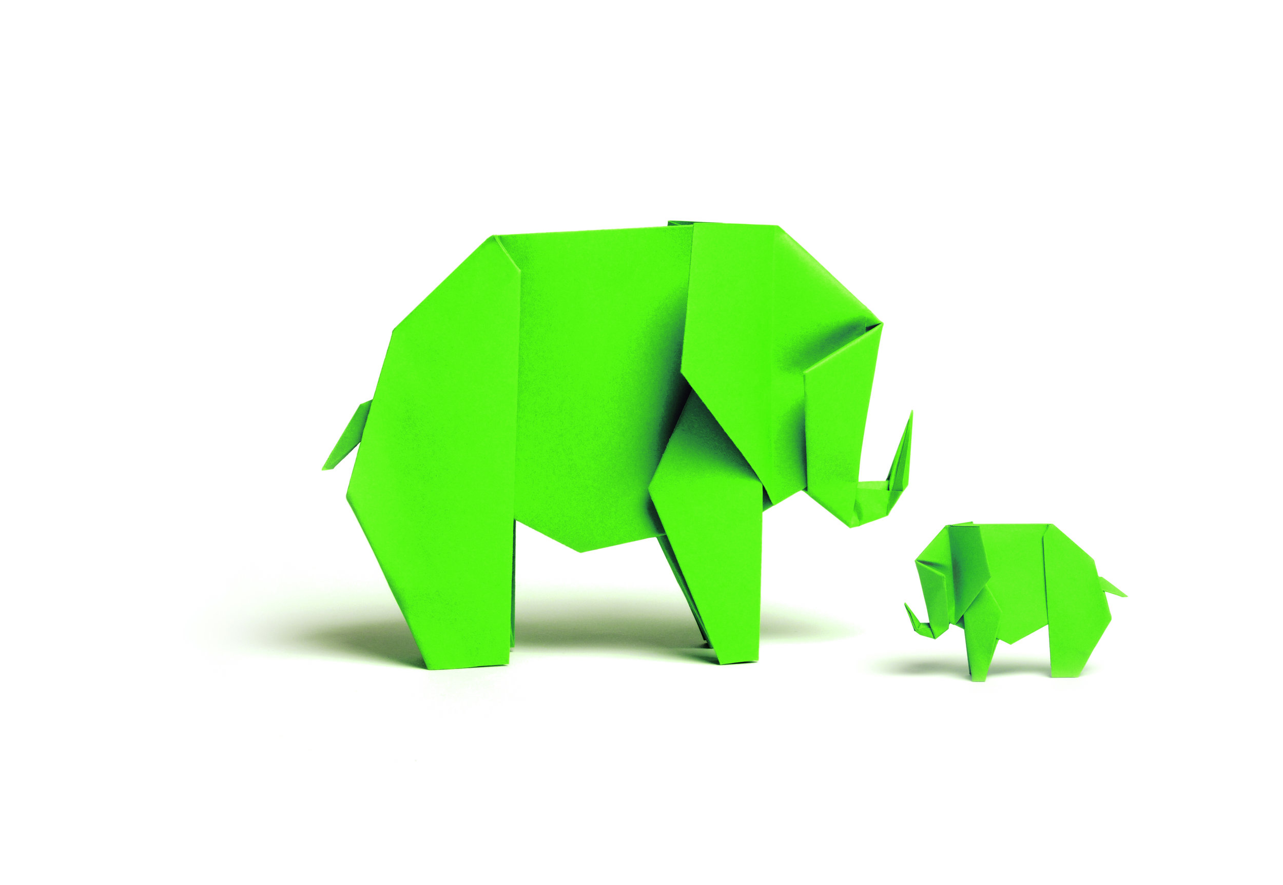 HSC_Elephant_Pair.jpg