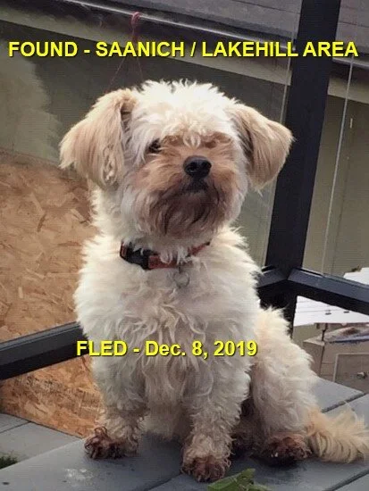 GONE TO SHELTER - SAANICH - DEC. 2019