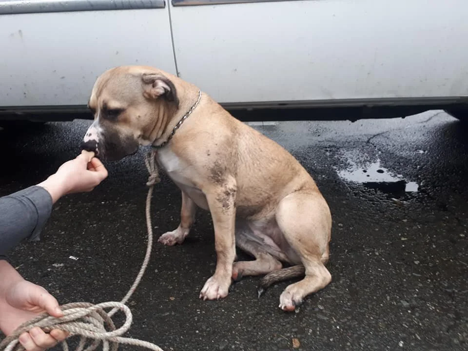 HAPPY TAILS - CAMPBELL RIVER