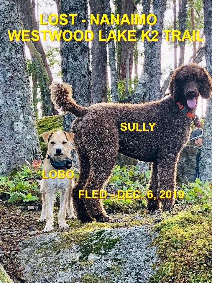 HAPPY TAILS - NANAIMO - DEC. 6/19